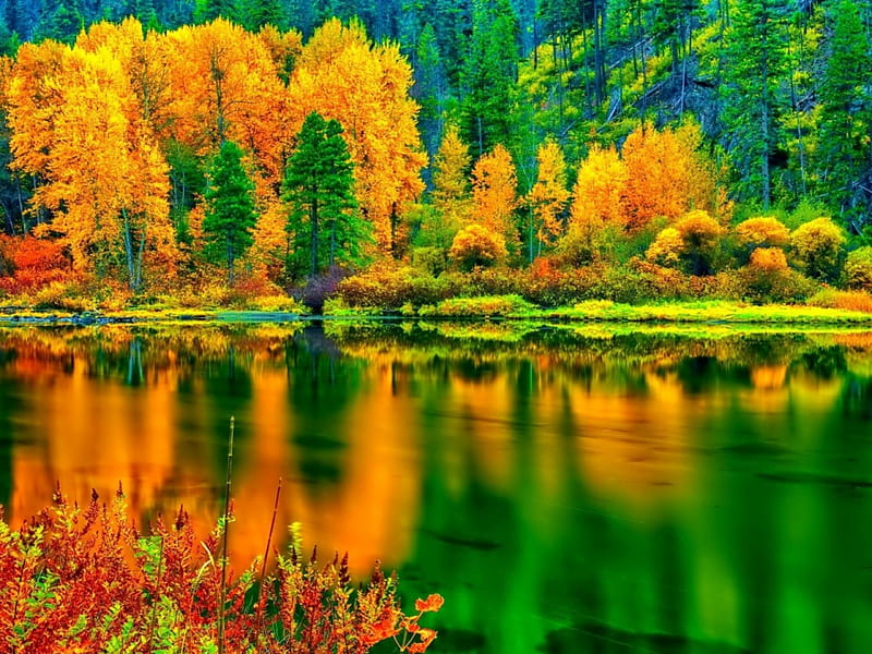 Autumn Reflection, forest, autumn, nature, reflection, trees, hillside ...