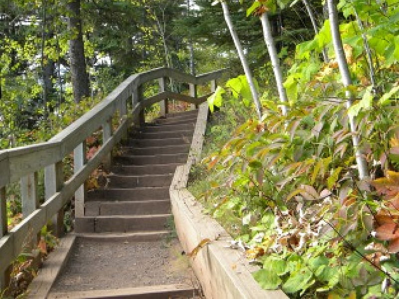 Gooseberry Walkway, stairs, nature, walkway, green, HD wallpaper