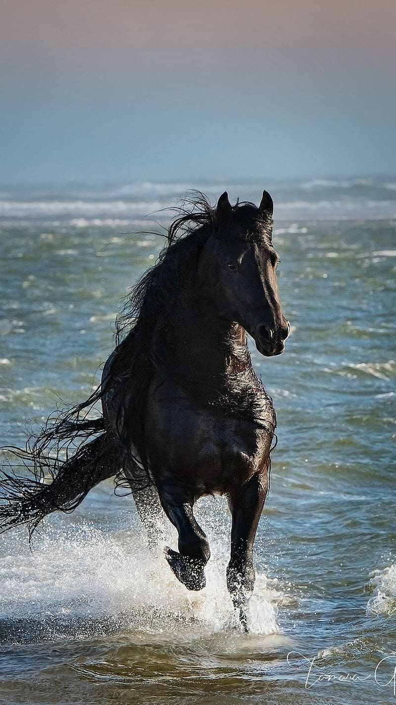 Running Horse On Water body, running horse, water body, sea, black, animal, HD phone wallpaper