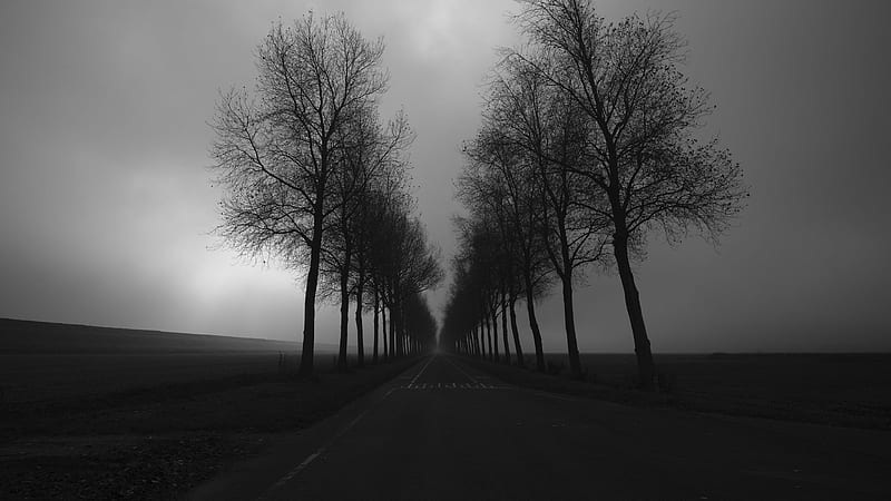 Black And White Of Road Between Straight Line Trees Under White Black Clouds Sky Nature, HD wallpaper