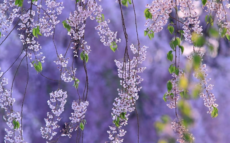Purple Beauty, flowers, bonito, purple, sprigs, HD wallpaper
