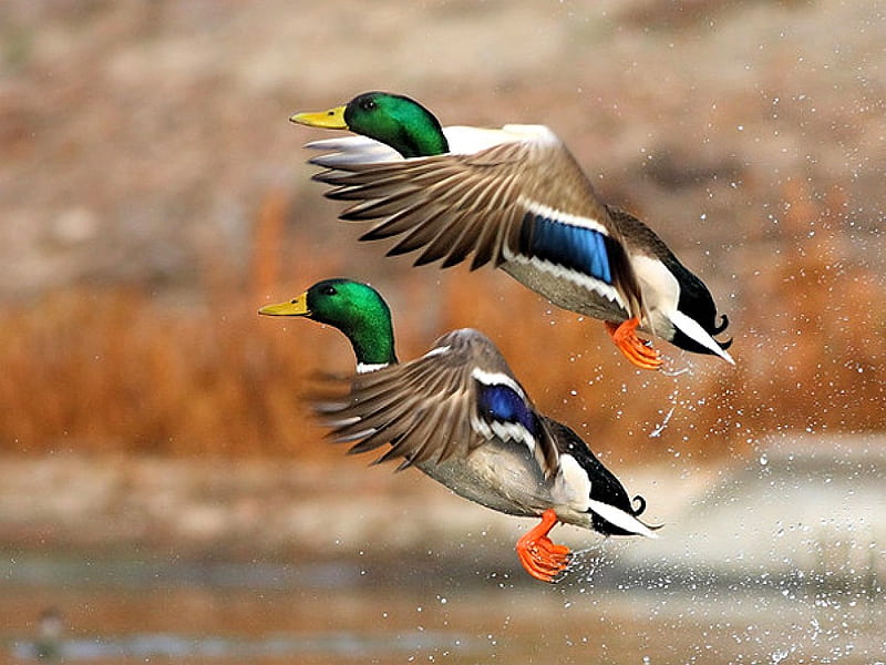 Flying Ducks, ducks, bonito, flying, HD wallpaper