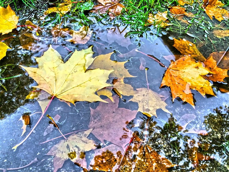 *Gliding softly in rainwater*, fall, autumn, leaves, water, nature, season, rain, HD wallpaper
