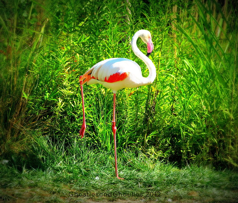 Flamingo Grace, balance, pretty, bird, flamingo, graceful, HD wallpaper