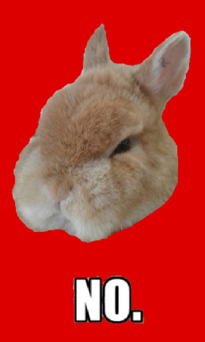 Grumpy Bunny, cute, funny, meme, no, rabbit, red, HD phone wallpaper