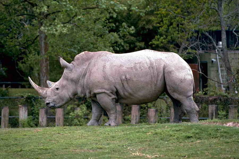 Rhinoceros, cool, bonito, HD wallpaper Rhinoceros, cool, bonito, HD wallpaper