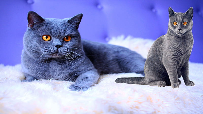 Russian Blue cat, purebred Russian Shorthair, Russian blue shorthair cat, cute, beautiful cat, HD wallpaper