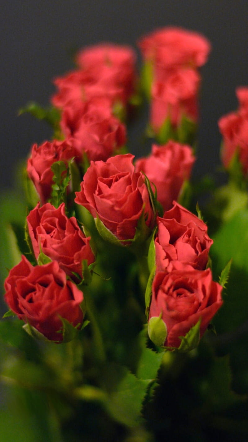 Rosas rojas, ramo, flores, amor, naturaleza, rojo, rosa, rosas, san valentín,  Fondo de pantalla de teléfono HD | Peakpx