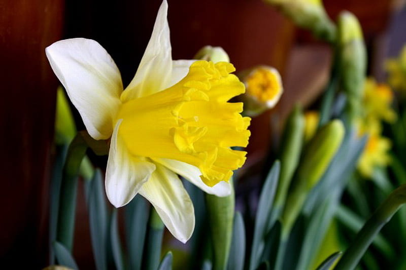 WHITE AND YELLOW DAFFODIL, flower, yellow, daffodil, white, HD