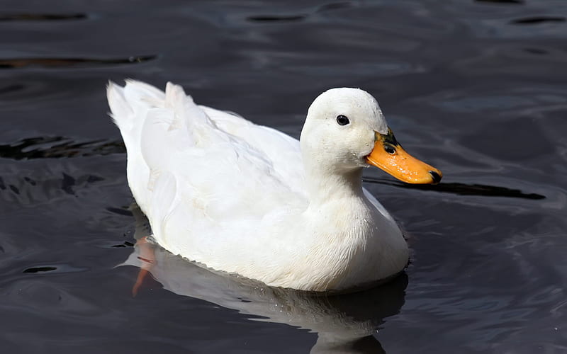 White Duck , fly, water, duck, bird, air born, white, bill, feathers, HD wallpaper
