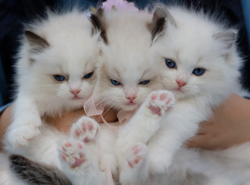 Fluffy White Kittens with Blue Eyes Ultra, Cute, White, Fluffy, Kittens, Cats, blueeyes, HD wallpaper