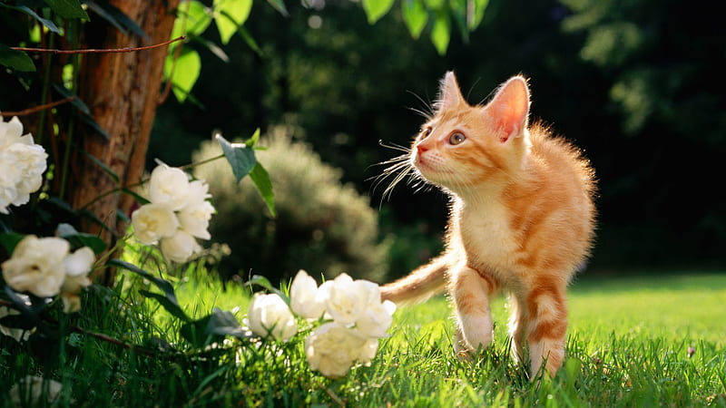 Curious kitty-Cute little kitty cat living, HD wallpaper