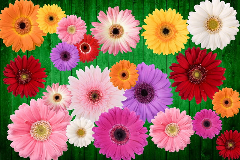 Rainbow Daisies, red, colorful, art, orange, colors, rainbow colors, daisies, graphy, purple, tray, flowers, beauty, color riot, white, pink, HD wallpaper