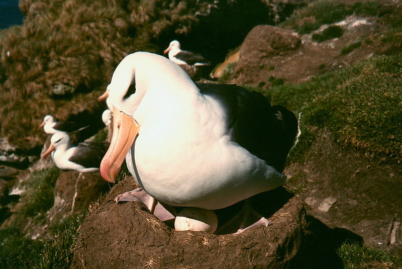 Nesting Albatross, wildlife, birds, albatross, HD wallpaper