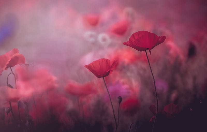 summer, flowers, background, pink, Mac, Maki, beauty, blur, red, pink, bokeh for , section цветы, Pink iMac, HD wallpaper