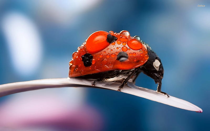 ladybug, insect, animal, leaf, HD wallpaper