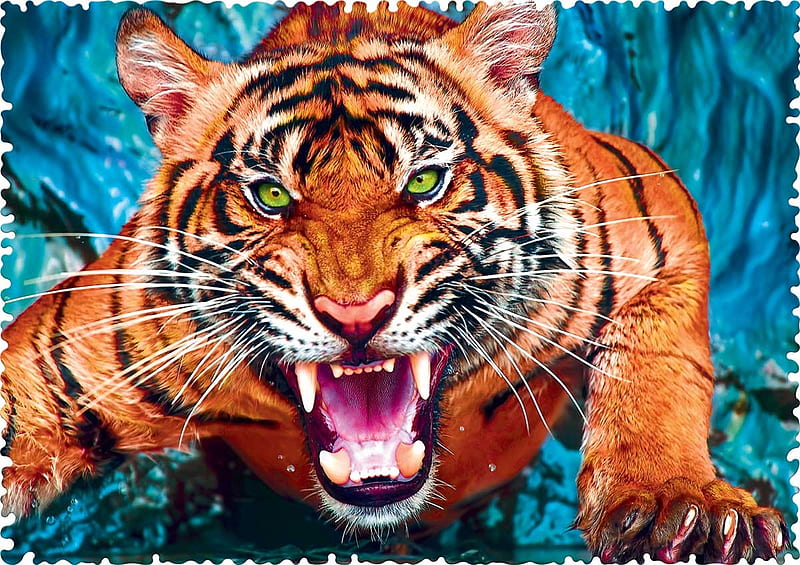 Facing the Tiger, tiger, cat, teeth, wild, jigsaw, HD wallpaper