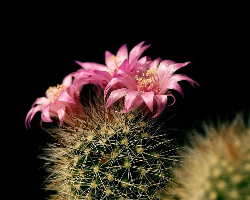Lovely Cactus Flower, flowers, nature, cactus, cactus flowers, HD wallpaper