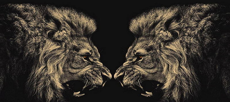 two heads, heads, black, identical, lions, HD wallpaper