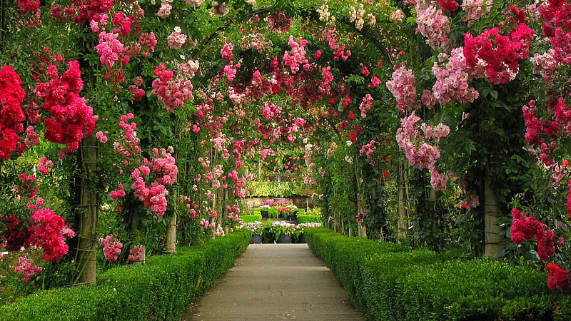 Garden With Green Plants And Arch With Pink Flowers Garden, HD wallpaper