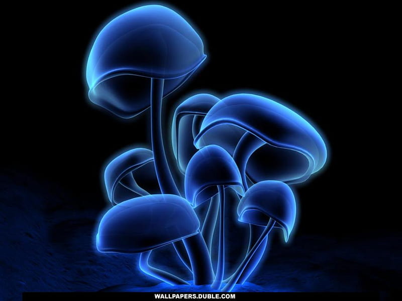 Glowing Mushrooms, sachin, glowing, mushroom glow, mushroom, mickel jackson, aeroplane, 3d, dark, car, neon, mushrooms, glowing mushroom, blue neon mushrooms, blue, HD wallpaper