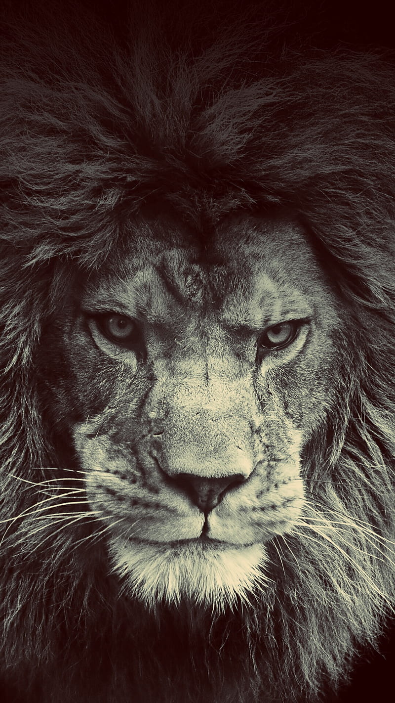 Lion animal, big cat, close up, king, nervous, wild, HD phone wallpaper