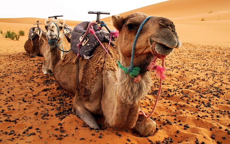camels, desert, sand, transport, evening, HD wallpaper