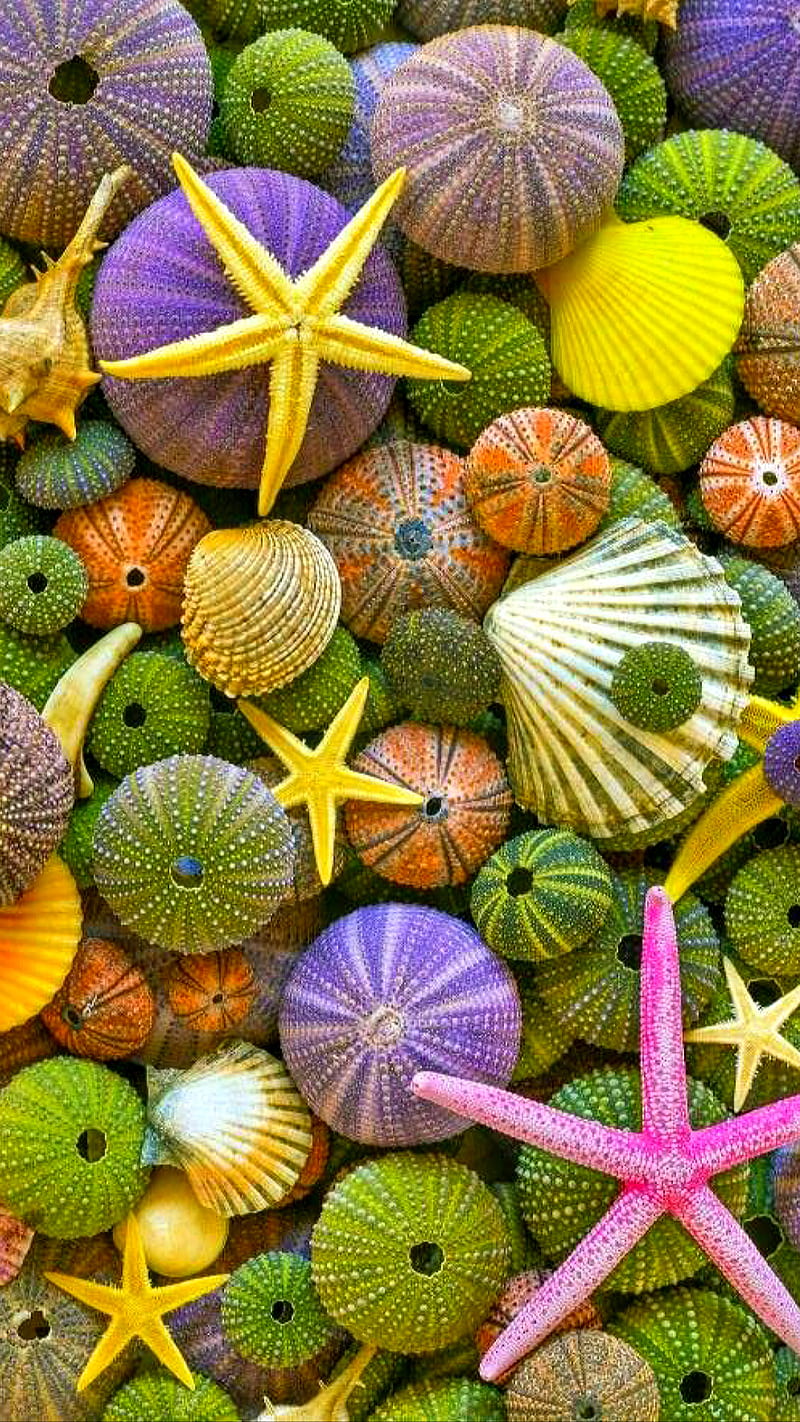 Sea Nature, color, fish, shell, star, HD phone wallpaper