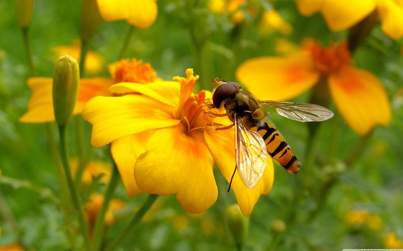 bee on a flower-Colorful-Flowers, HD wallpaper