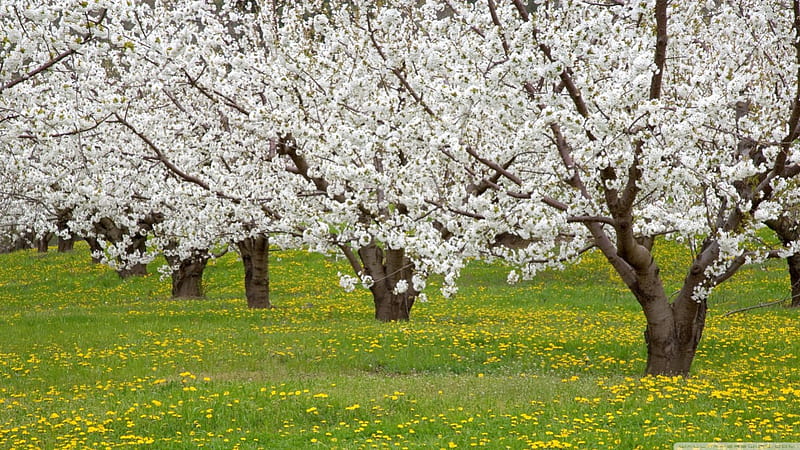 Blossoming fruit trees, forest, tree, flowers, blossoms, nature, spring, HD wallpaper