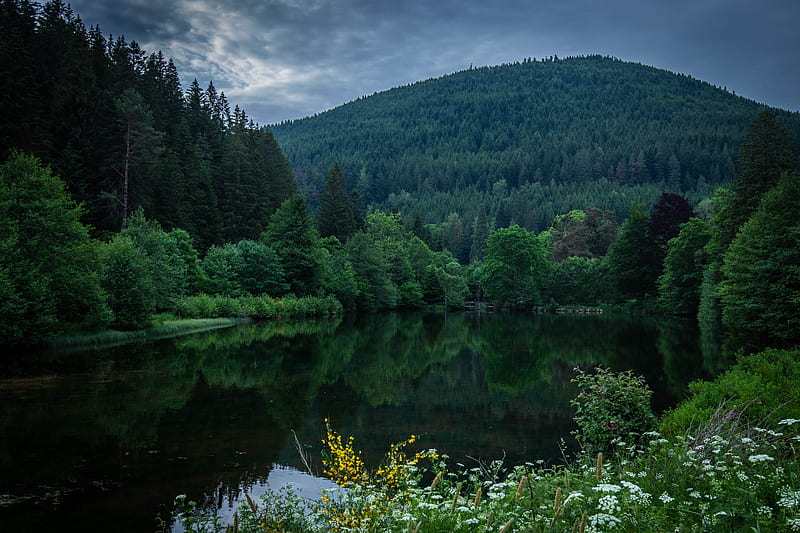 Download hd wallpapers of 725-blue, Night, Forest, Trees, Water