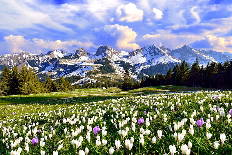 Spring in Switzerland, Alps, grass, crocuses, spring, bonito, sky, freshness, mountain, swiss, flowers, meadow, HD wallpaper