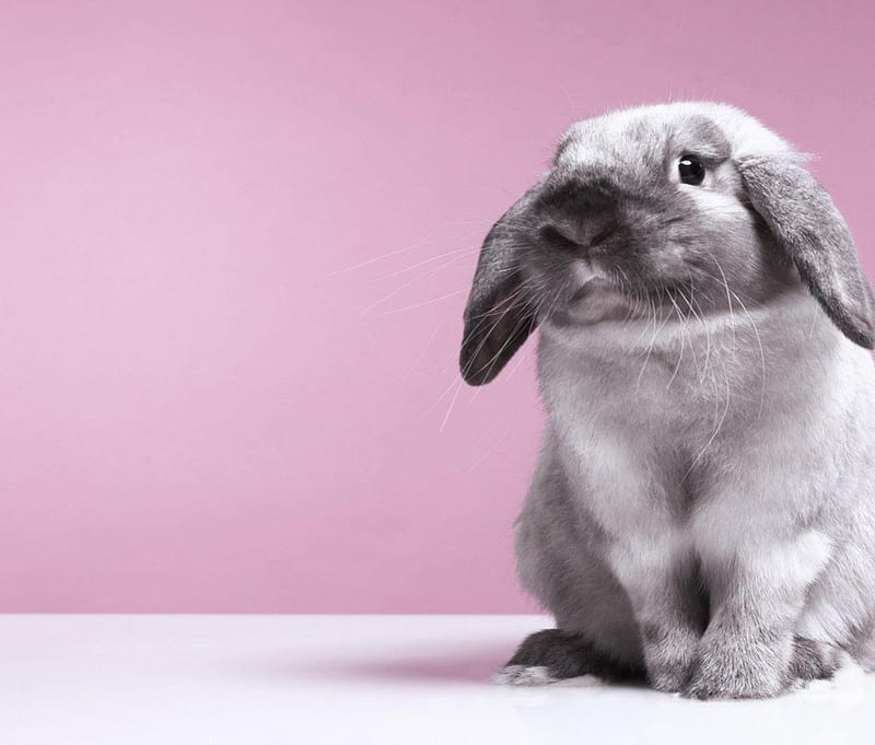 Rabbit gray ears, cute, rabbit, ears, rodent, animal, HD wallpaper