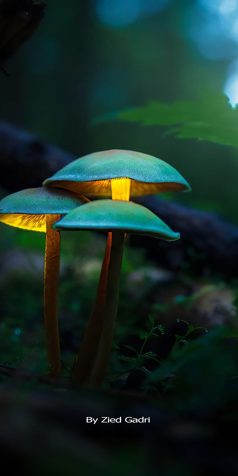 Mushroom, forest, foret, mushrooms, nature, HD phone wallpaper