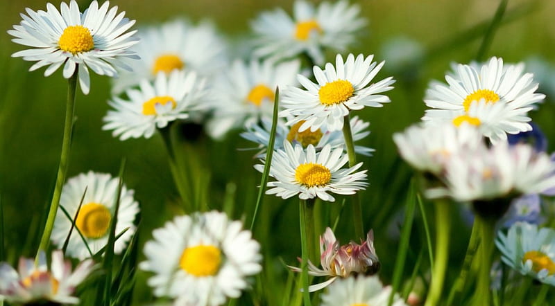 Spring daisy flowers, flowers, nature, spring, white, daisy, HD ...