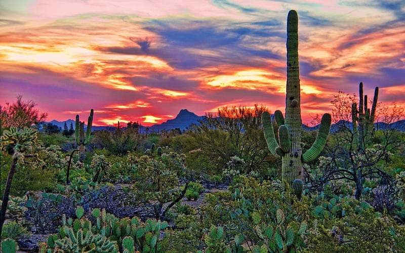 cactus, flower, sunset, field, HD wallpaper