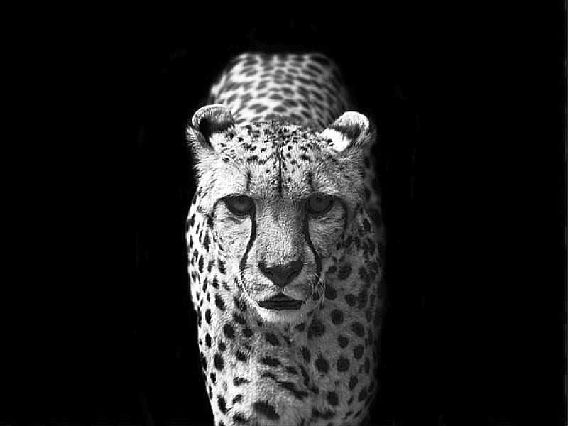 Cheetah, black and white, cool, HD wallpaper