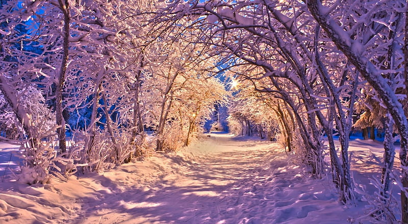 Snowy tree archway, path, way, nature, trees, landscape, scene, winter, snow, road, HD wallpaper