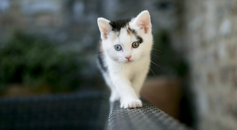 Kitten with Different Color Eyes Ultra, Animals, Pets, Kitten, Animal, Cute,  HD wallpaper | Peakpx