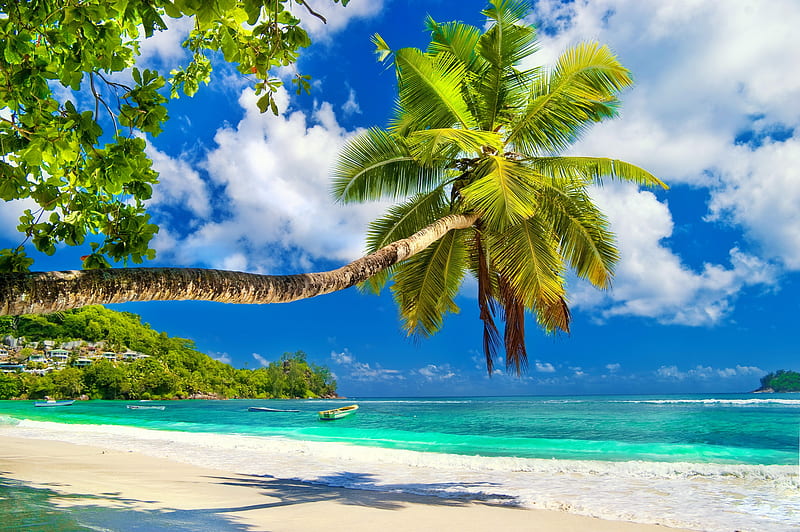 Tropical beach, exotic, sun, shore, ocean, bonito, sky, sea, palms, beach, paradise, island, tropics, sands, HD wallpaper