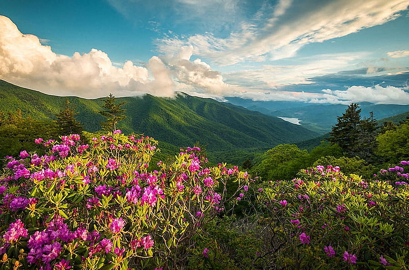 Blue Ridge Parkway, North Carolina, spring, clouds, sky, landscape, blossoms, HD wallpaper