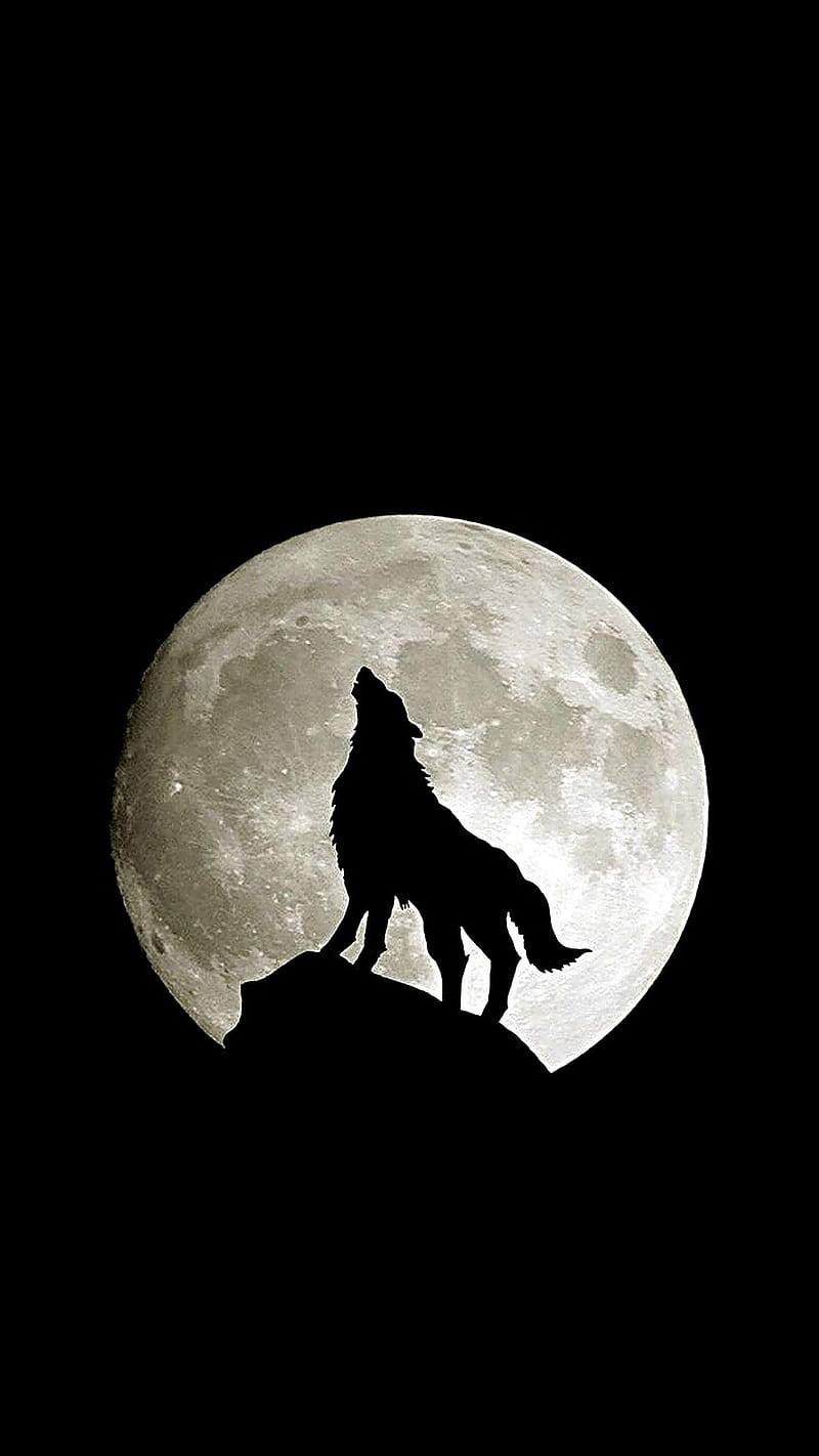 Wolf Howl , animal, wild, HD phone wallpaper