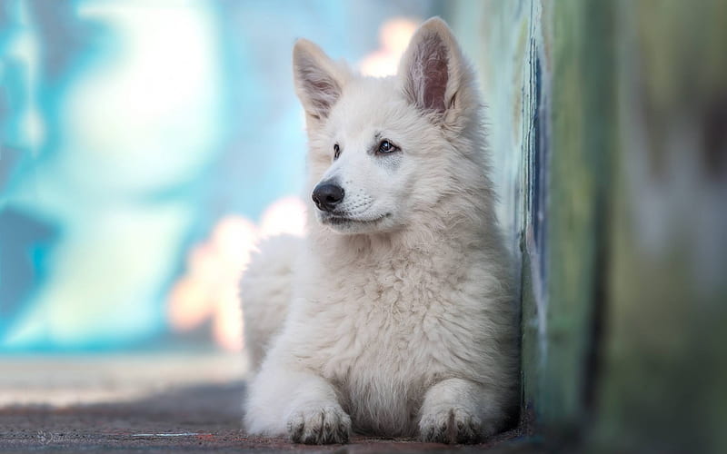 White Swiss Shepherd, white fluffy puppy, cute animals, dogs, dog breeds, HD wallpaper