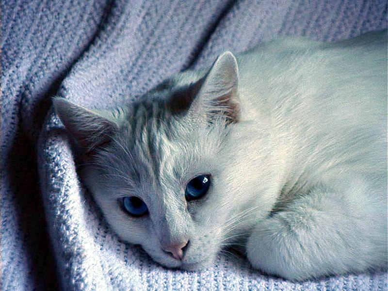 Blue Eyes Beauty, bonito, cuddle, cat, cuddly, cute, kitten, blue eyes, white, eyes, princess, snuggle, blue, HD wallpaper