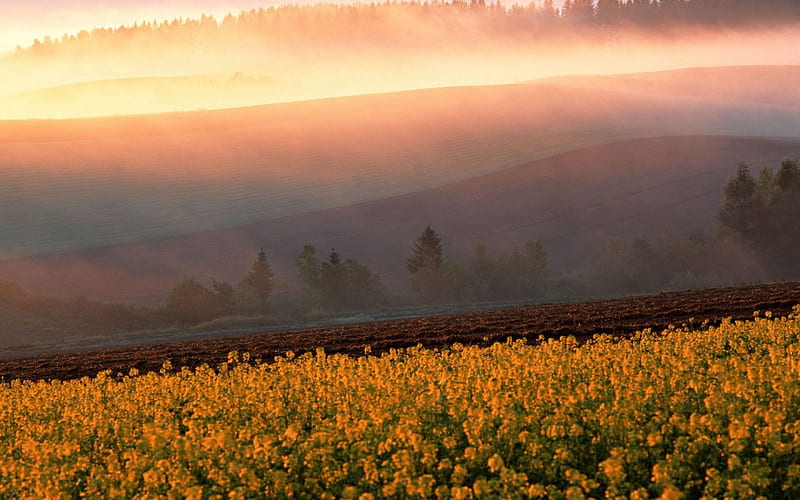 plowed fields on hills at sunrise, hills, fields, sunrise, plowed, mist, HD wallpaper