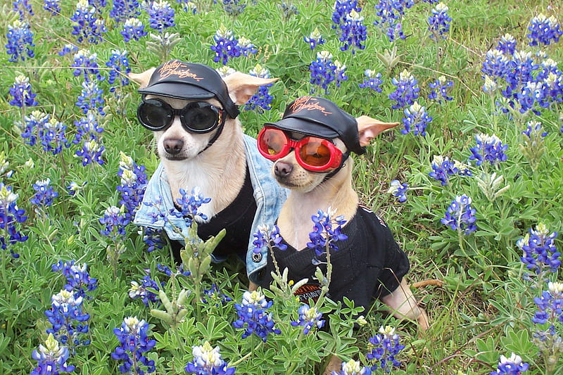 Fashion Spring, wild flowers, chihuahua, grass, friends for life, green, purple, love, siempre, fashion, field, animals, dogs, HD wallpaper