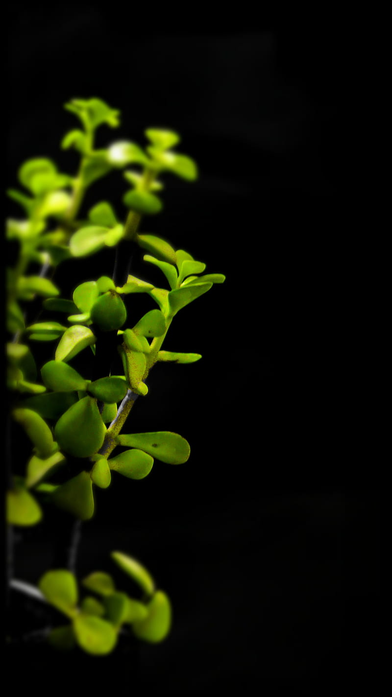 Lucky jade, black, dark, feng shui, green, leaves, plant, HD phone wallpaper
