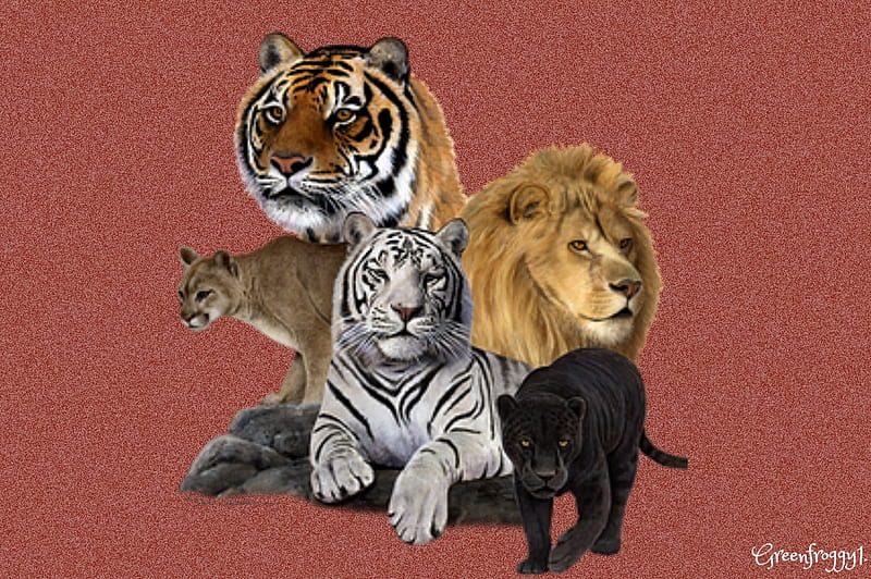 BIG CATS, ANIMALS, CATS, BIG, BEAUTIFUL, HD wallpaper | Peakpx