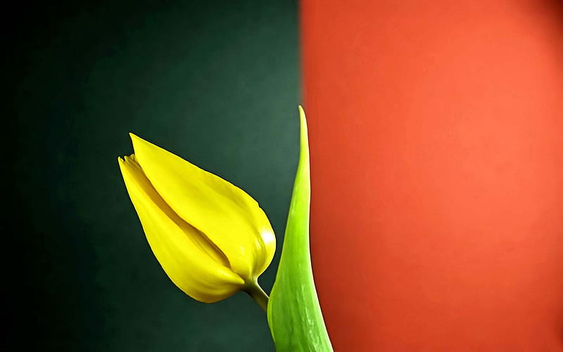 single tulip, flower, yellow, wp, tulip, HD wallpaper