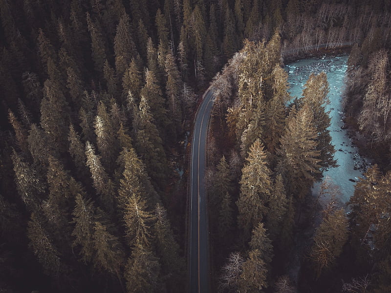 forest, road, aerial view, pines, trees, treetops, HD wallpaper